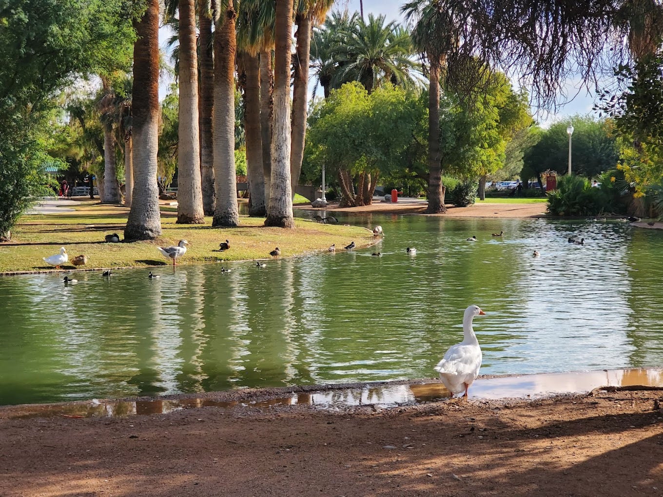 Shaded landscape at Encanto Park in Phoenix
