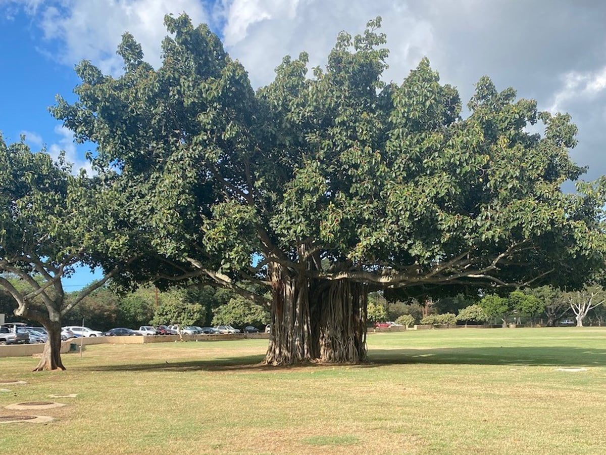 Shade trees beside Haleʻiwa Beach Park Playground