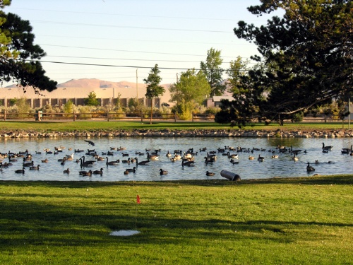 Another view of Ross Gold Park play area