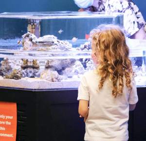 Marine life exhibit at Discovery Space.