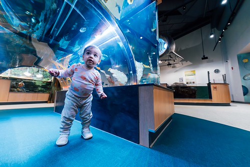 Official photo from Save The Bay's Hamilton Family Aquarium