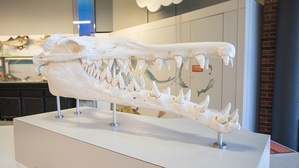 Large fossil skull exhibit at Thronateeska Heritage Center.