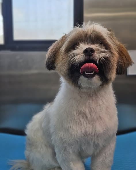 Groomed pet from 361 K9 Mobile Pet Grooming