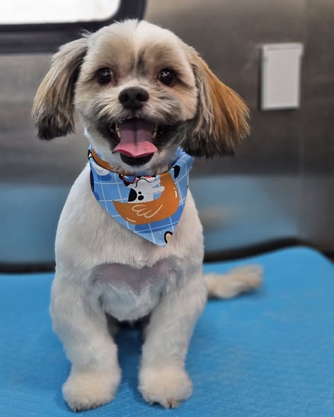 Another grooming result from 361 K9 Mobile Pet Grooming