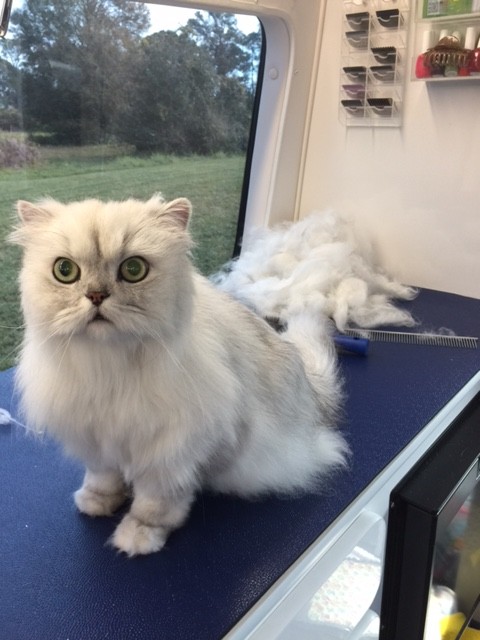 Cat after grooming by 4 Pawz Grooming