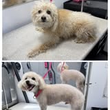 509 Dog Grooming