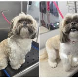 Another groom result from 509 Dog Grooming