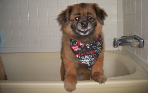 A Bath & Buzz mobile grooming setup