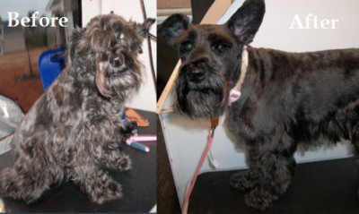 Dog grooming before and after result from A Bath & Buzz