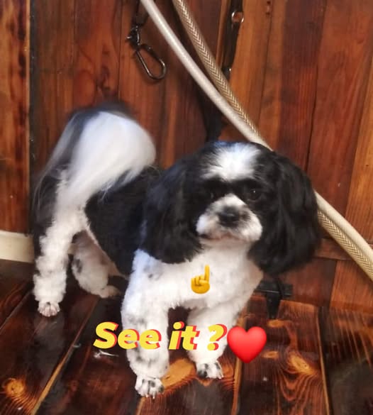 Groomed dog from A Cut Above Mobile Grooming