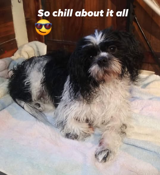 Freshly groomed dog portrait