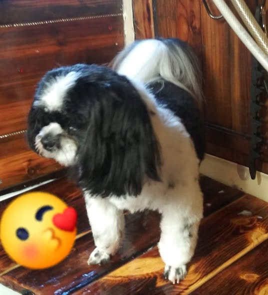 Another groomed dog from A Cut Above Mobile Grooming