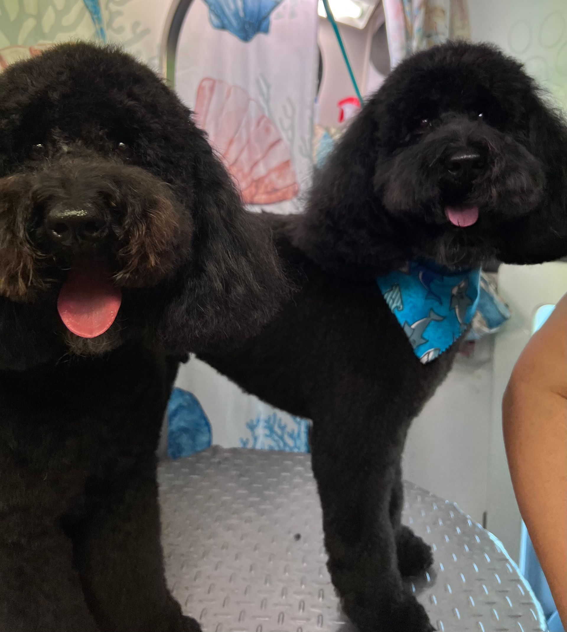 Styled dog from A Groomer's Vision gallery