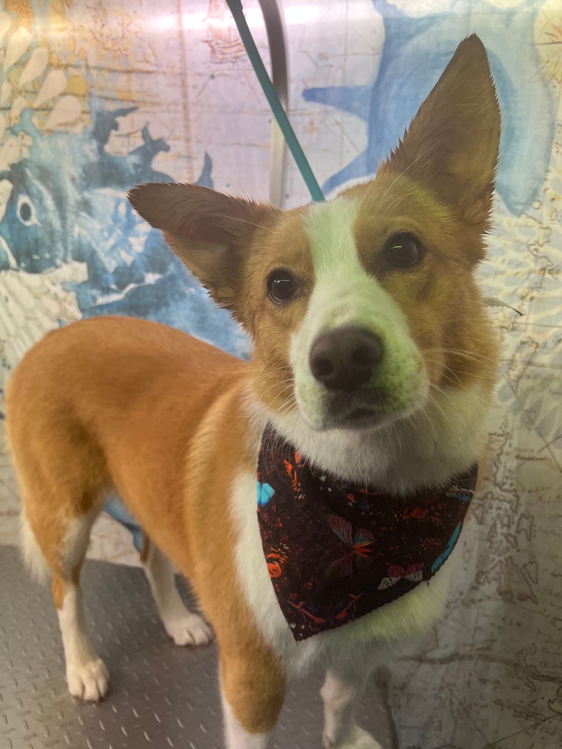 Freshly groomed dog close-up