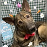 A Lucky Dog Mobile Grooming