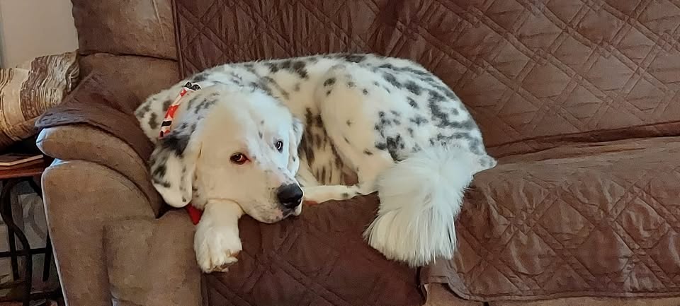 Profile image for A Lucky Dog Mobile Grooming