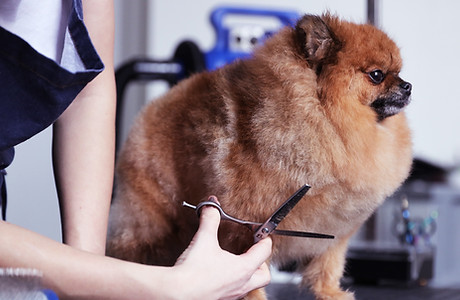 AA1 Mobile Dog and Cat Grooming full grooming service photo