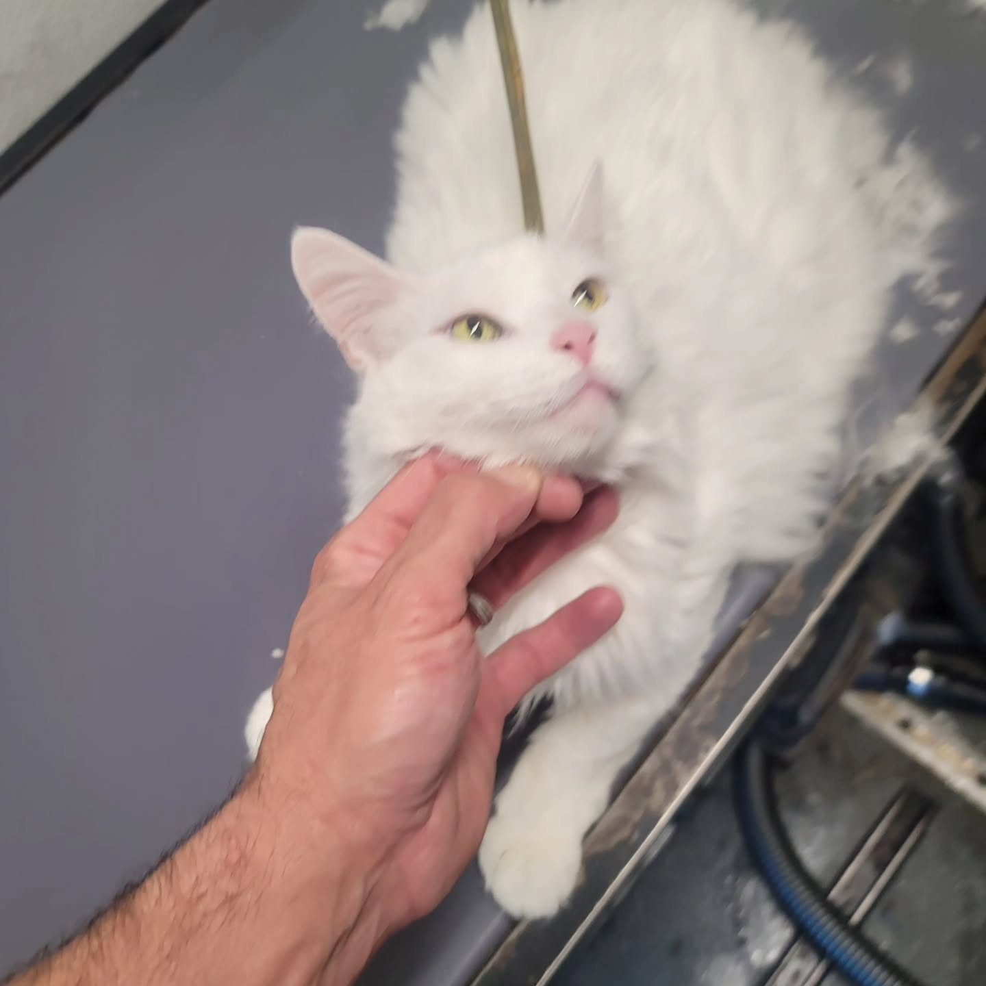 Cat grooming result shared by AA1 Mobile Dog and Cat Grooming