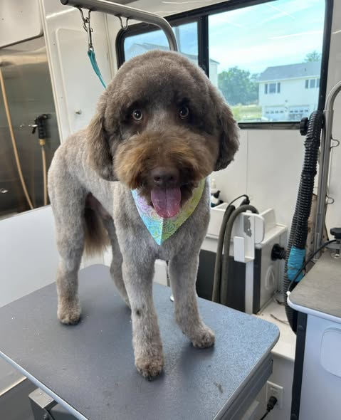 Absolute Pawfection Mobile Pet Salon