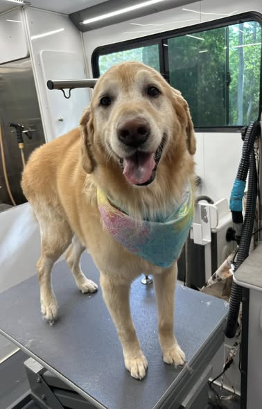 Another groomed dog photo from Absolute Pawfection Mobile Pet Salon