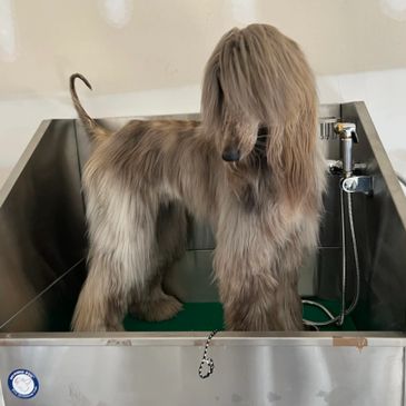 Dog in grooming wash station