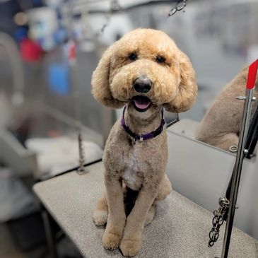 Freshly groomed dog on a grooming table