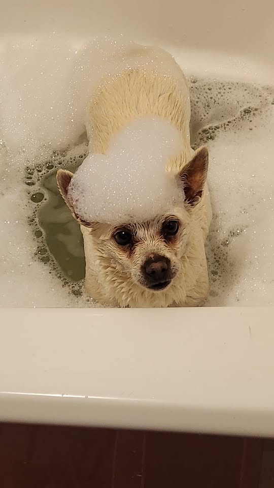 All 4 Paws Mobile Dog Grooming