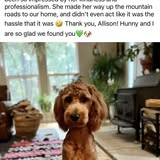 Allison's Mobile Dog Grooming gallery image 1