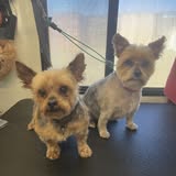 Allison's Mobile Dog Grooming gallery image 2