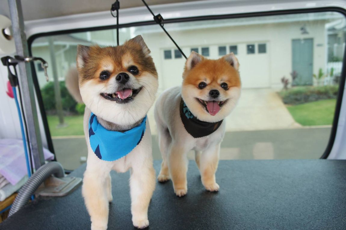 Dog after mobile grooming service