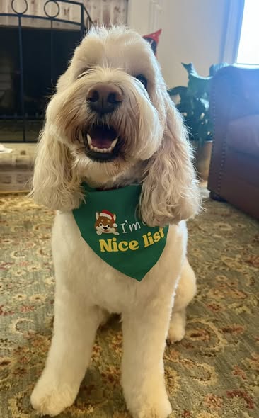 Fresh groom shared by Ana's Pet Services