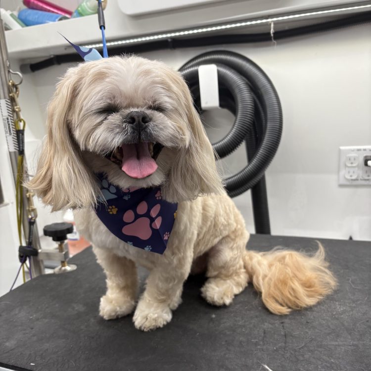 Small dog after mobile grooming in Charlotte