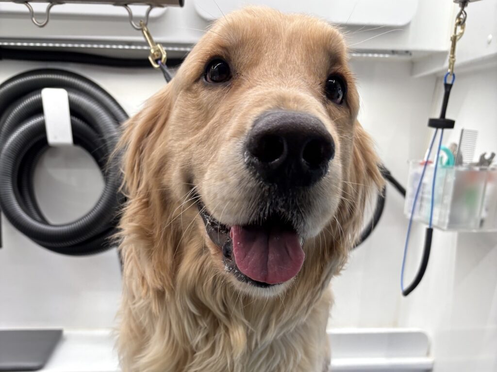Golden Retriever after Anderson mobile grooming