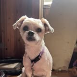 Freshly groomed pet from Angel's Pet Grooming