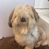 Styled groom shared by Angel's Pet Grooming