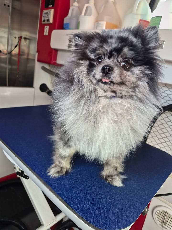 Anita's Puppy Palace Mobile Pet Grooming and Pet Boarding Kennel