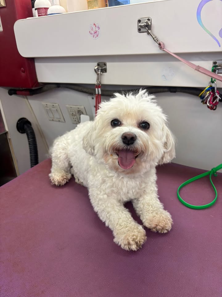 Freshly groomed dog from Anita's Puppy Palace
