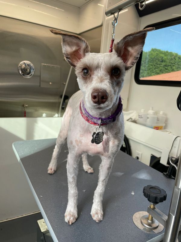 Aqua Doggy Mobile Pet Grooming official gallery image