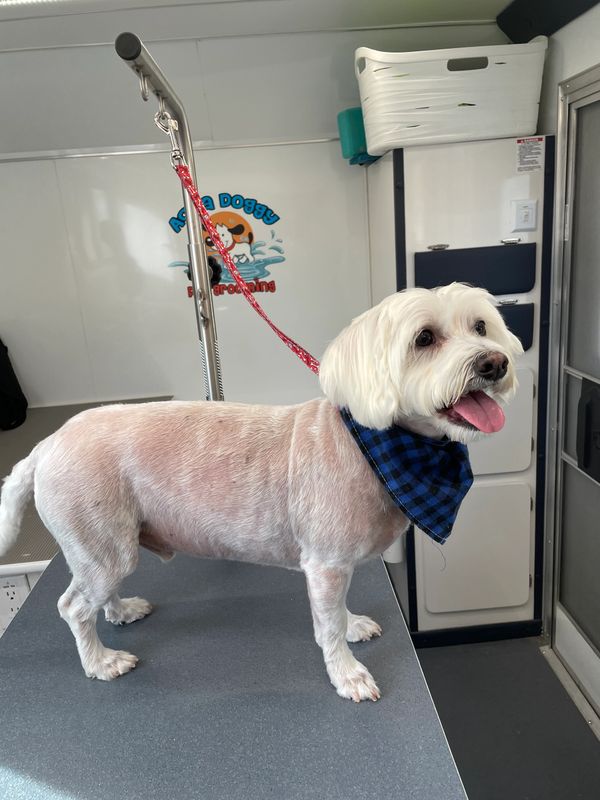 Aqua Doggy grooming gallery image