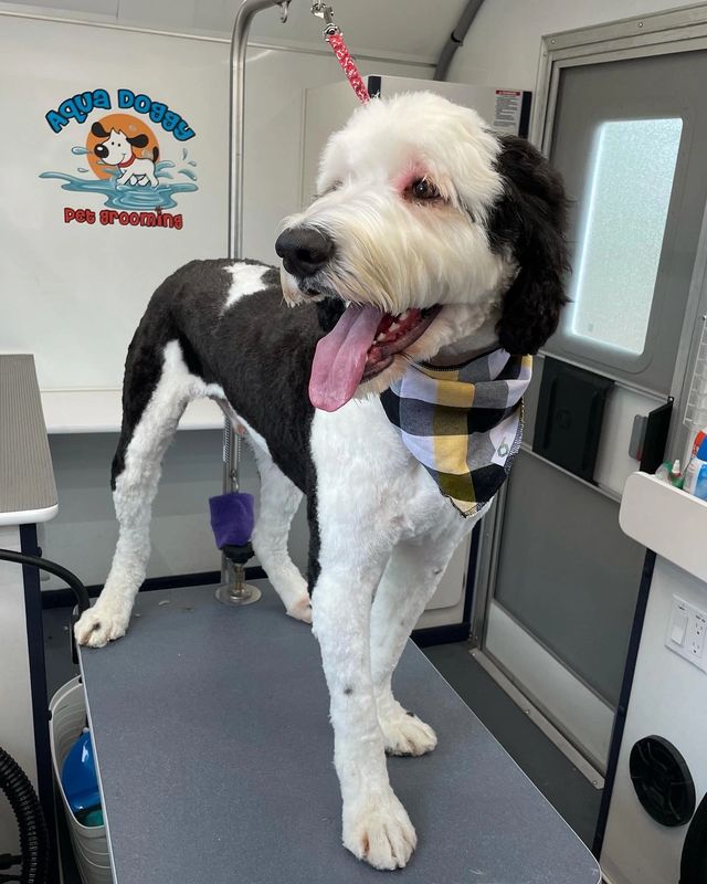 Aqua Doggy pet grooming image