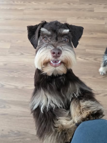 Recent Arctic Paws Pet Grooming post image