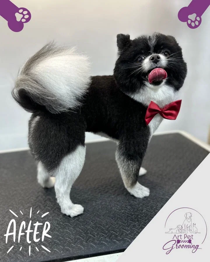 Small black and white dog after mobile grooming