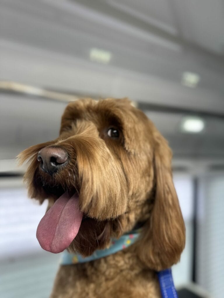 Team member portrait from Art Pet Grooming