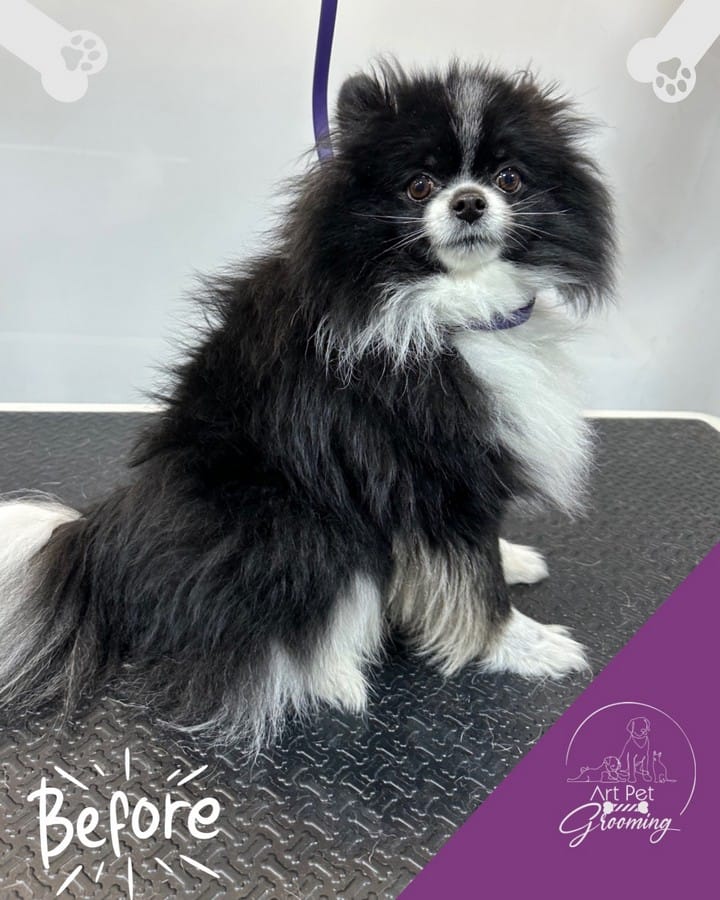 Before photo used by Art Pet Grooming on its Stockton page