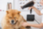 Asgard Mobile Dog Grooming dog grooming image