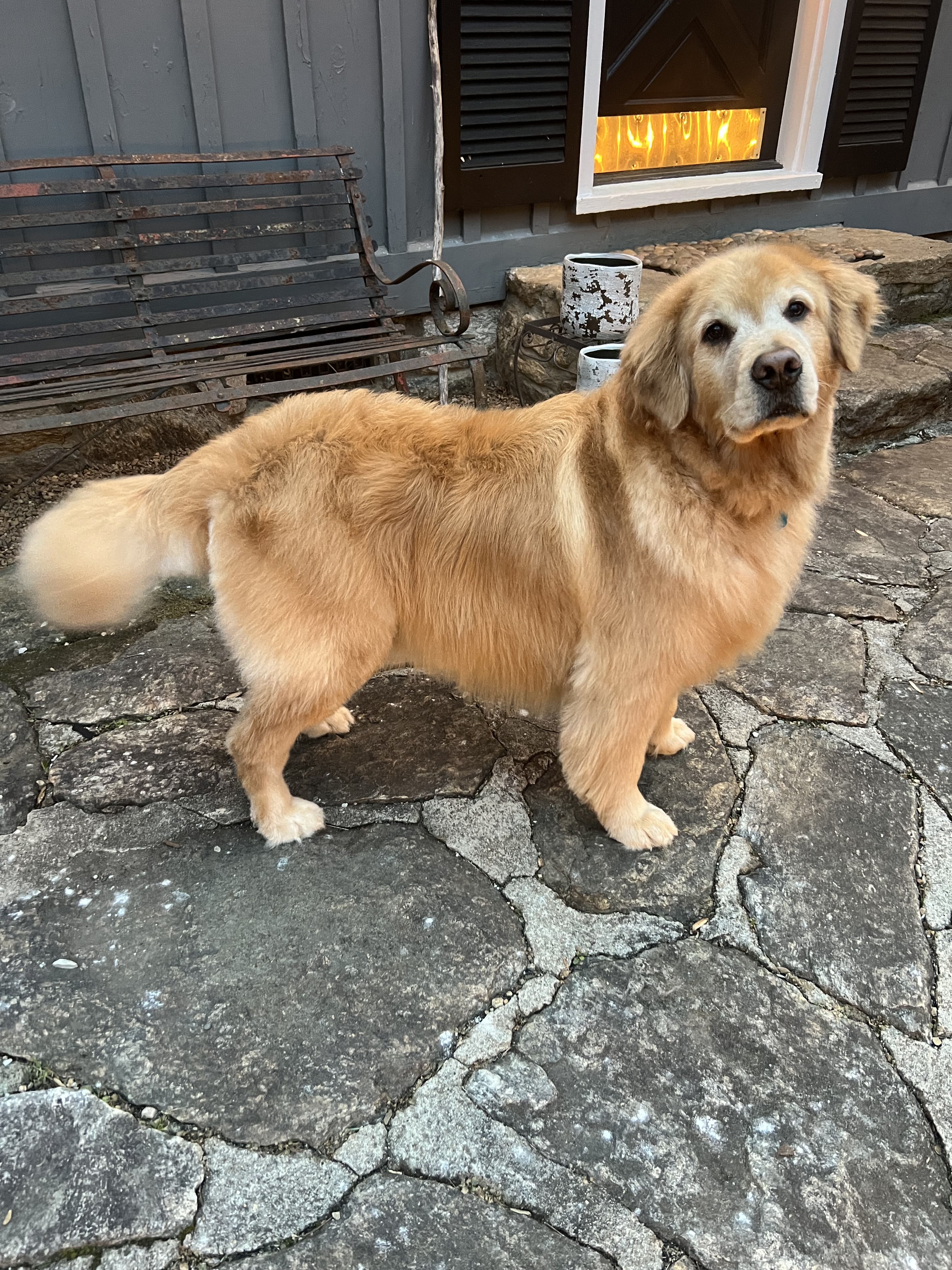 Freshly groomed dog from Asheville Mobile Grooming
