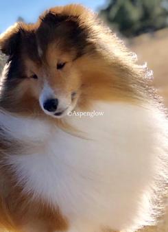 Aspenglow Mobile Pet Salon