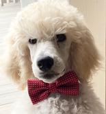 Pet grooming photo from Aspenglow website