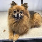 At Your Bark N' Call profile photo