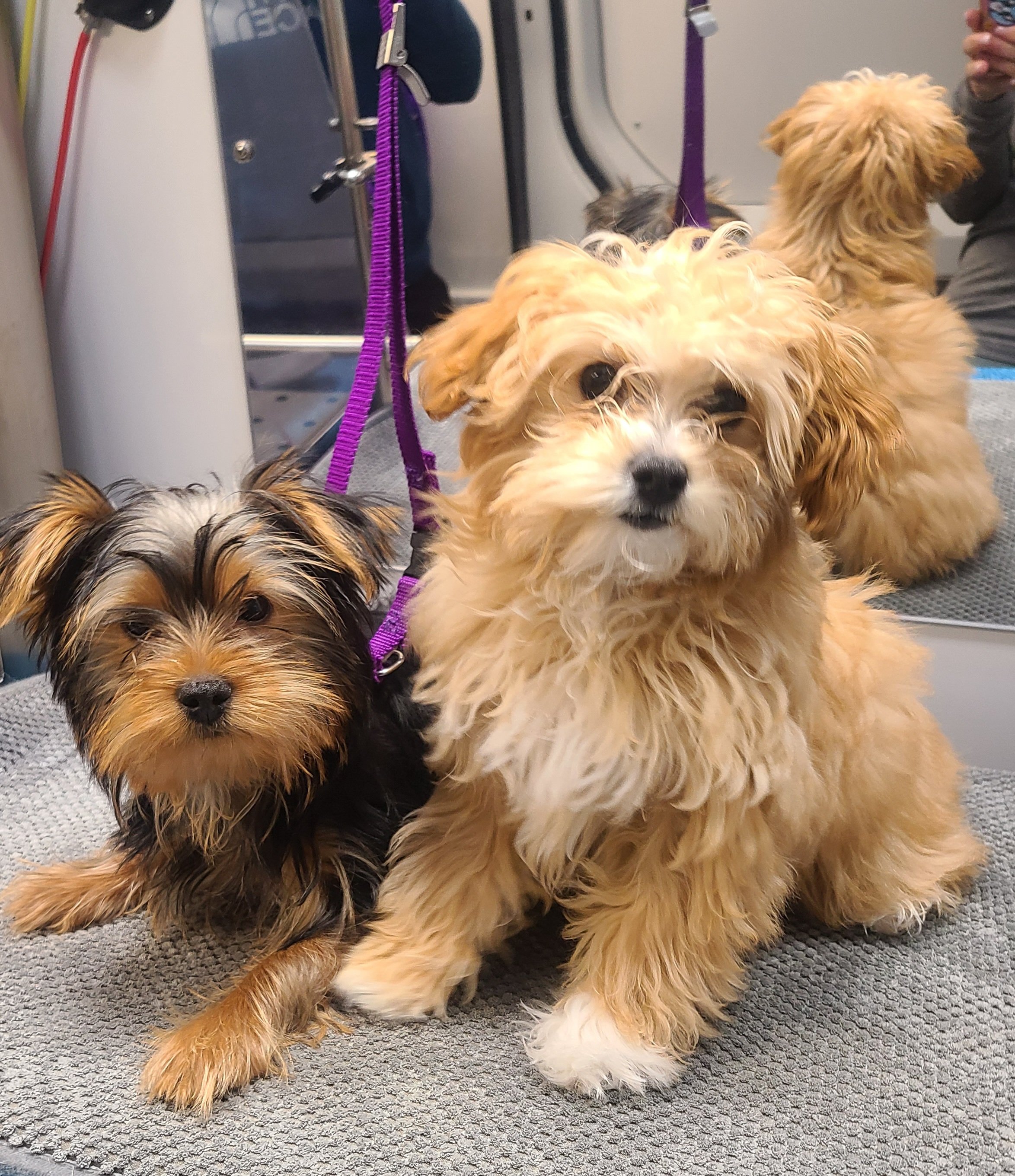 At Your Door Mobile Pet Waggin service vehicle